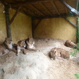 African lion shelter, 2015-07-19