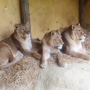 African lionesses (Panthera leo), 2015-07-19