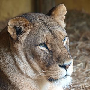 African lioness (Panthera leo), 2015-07-19