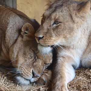 African lionesses (Panthera leo), 2015-07-19