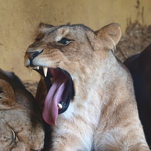 African lioness (Panthera leo), 2015-07-19