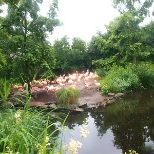 Chilean flamingo exhibit, 2015-07-19