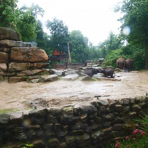 Asian elephant exhibit, 2015-07-19