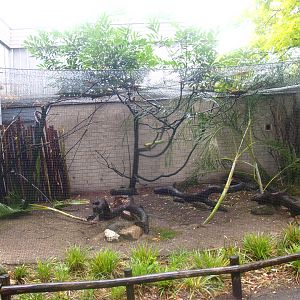 Village weaver aviary outside the Africa House, 2015-07-19