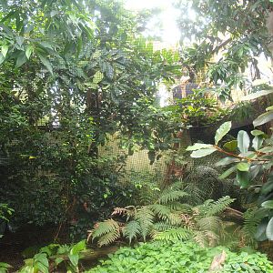 Africa House - Silvery-cheeked hornbill aviary, 2015-07-19