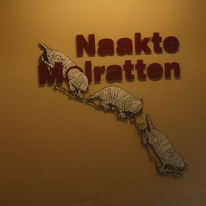 Naked mole-rat signage above stairs to Africa House basement, 2015-07-19