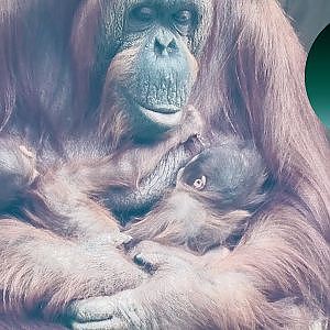 Climbing Orangutan Holds On To The Two Babies In Her Arms