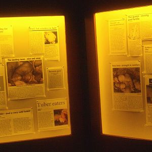 Naked mole-rat information in newspaper article style, 2015-07-19