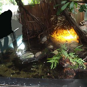 Africa House - Cichlids, Helmeted turtle and Mud turtle exhibit, 2015-07-19