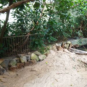 Africa House - Dwarf crocodile exhibit, 2015-07-19