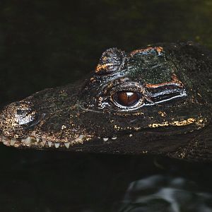 Dwarf crocodile (Osteolaemus tetraspis), 2015-07-19