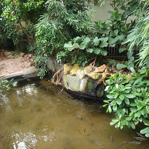 Africa House - Dwarf crocodile exhibit, 2015-07-19