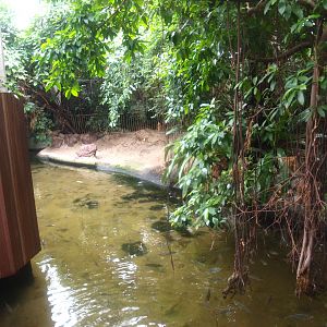 Africa House - Slender-snouted crocodile exhibit, 2015-07-19