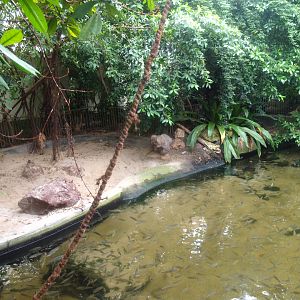 Africa House - Slender-snouted crocodile exhibit, 2015-07-19
