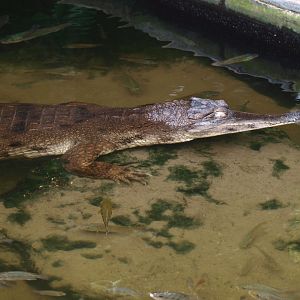 Slender-snouted crocodile (Mecistops cataphractus), 2015-07-19