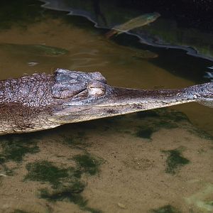Slender-snouted crocodile (Mecistops cataphractus), 2015-07-19