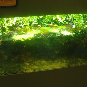 Africa House - Killifish tank, 2015-07-19