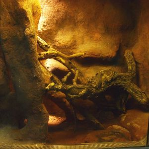 Africa House - Terrarium, 2015-07-19