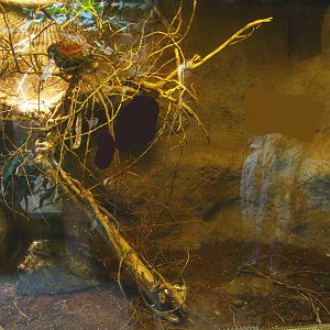Africa House - Egg-eating snake terrarium, 2015-07-19
