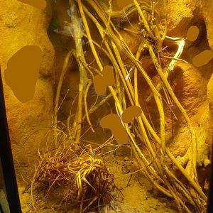 Africa House - Terrarium, 2015-07-19