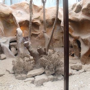 Africa House - Dwarf mongoose exhibit, 2015-07-19