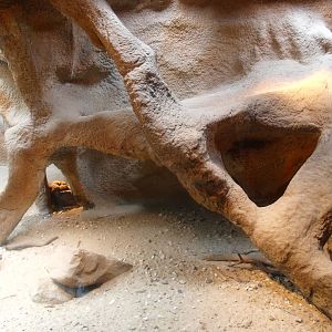 Africa House - Part of dwarf mongoose exhibit, 2015-07-19