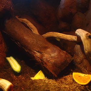 Africa House - African giant millipede terrarium, 2015-07-19