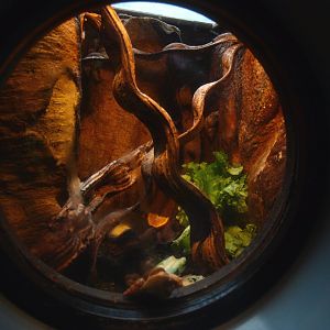 Africa House - African giant land snail terrarium, 2015-07-19