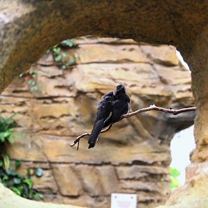 Discovery Outpost - Hummingbird Habitat - Green-backed Trogon