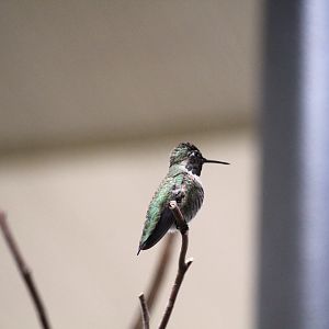 Discovery Outpost - Hummingbird Habitat - Costa's Hummingbird