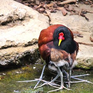 Discovery Outpost - Hummingbird Habitat - Wattled Jacanas
