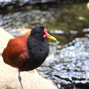 Discovery Outpost - Hummingbird Habitat - Wattled Jacana