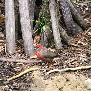 Discovery Outpost - Hummingbird Habitat - Red Pileated Finch