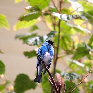 Discovery Outpost - Hummingbird Habitat - Swallow Tanager