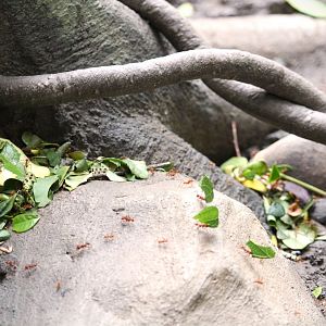Wildlife Explorers Basecamp - Spineless Marvels - Hairy-headed Leafcutter Ants