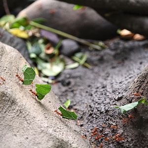 Wildlife Explorers Basecamp - Spineless Marvels - Hairy-headed Leafcutter Ants