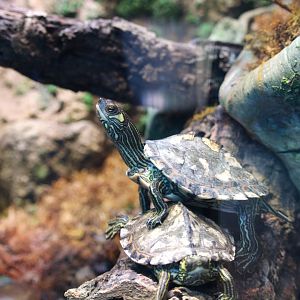 Wildlife Explorers Basecamp - Cool Critters - Pascagoula Map Turtles