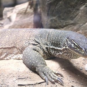 Discovery Outpost - Reptile House - Yellow-spotted Monitor
