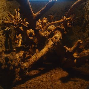 Africa House - Scorpion terrarium, 2015-07-19