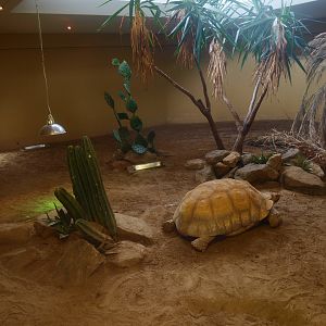Africa House - African spurred tortoise indoor exhibit, 2015-07-19