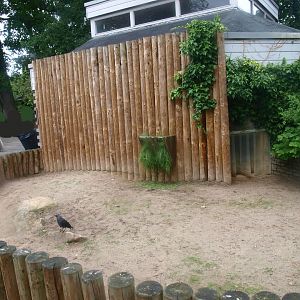 African spurred tortoise outdoor exhibit next to the Africa House, 2015-07-19