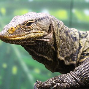 Discovery Outpost - Reptile House - Gray's Monitor