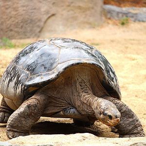 Discovery Outpost - Reptile Walk - Galapagos Tortoise