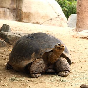 Discovery Outpost - Reptile Walk - Galapagos Tortoise