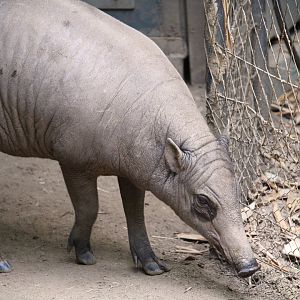 Lost Forest - Monkey Trails and Forest Tales - North Sulawesi Babirusa