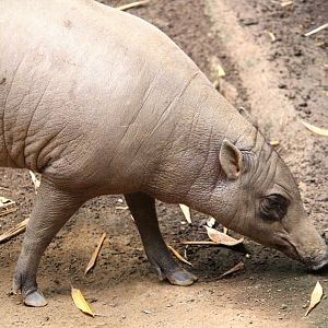 Lost Forest - Monkey Trails and Forest Tales - North Sulawesi Babirusa