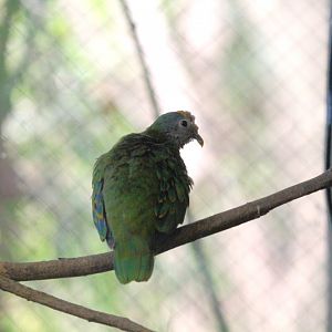 Lost Forest - Tiger River - Coroneted Fruit-Dove