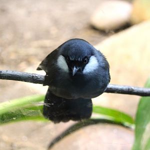 Lost Forest - Tiger River - Black-throated Laughingthrush