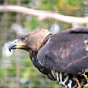 Lost Forest - Gorilla Tropics - Crowned Eagle