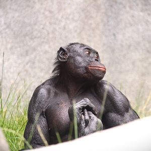 Lost Forest - Gorilla Tropics - Bonobo